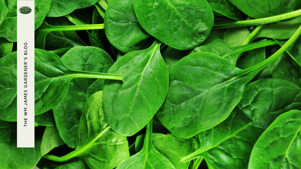 8 Best Vegetables to Grow in September