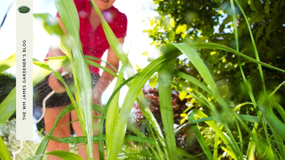 7 Homemade Weed Killers