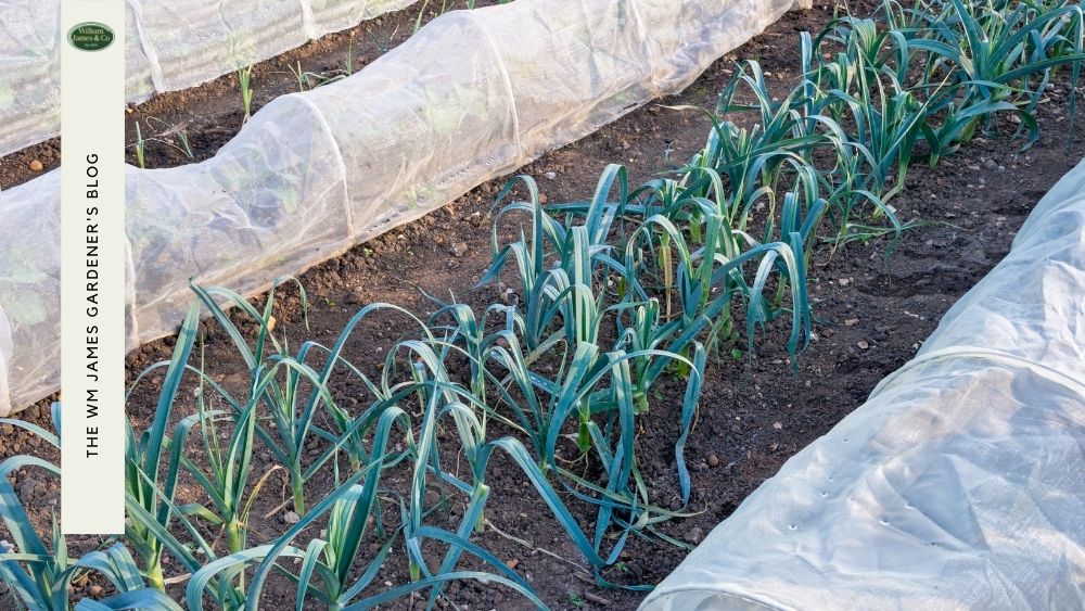 Growing Winter Vegetables: A Guide to Planting In Winter