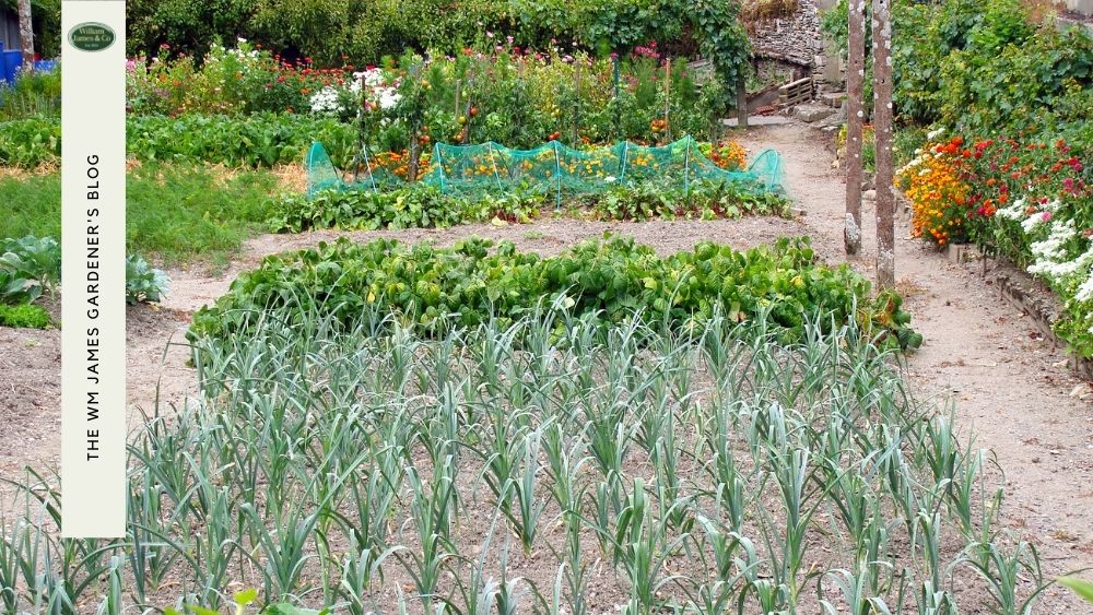 Crop Rotation Charts & Examples for Beginner Green Thumbs