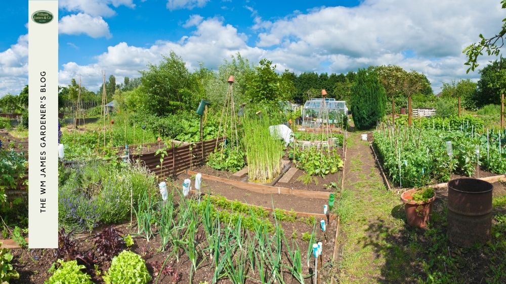 7 Best Allotment Gifts for Your Green-Thumbed Friend
