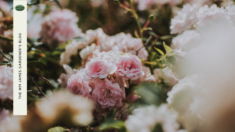 How to Grow & Prune Rambling Roses: A Complete Guide