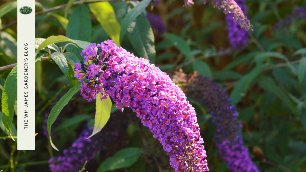 How to Prune Buddleia: A Step-By-Step Guide