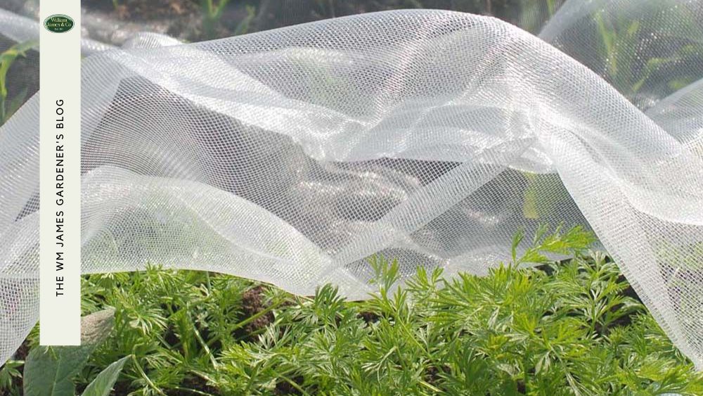 How to Get Rid of Blackfly: Tips on Protecting Your Plants From Aphids