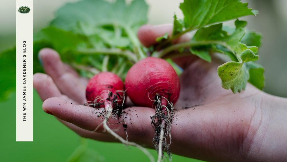 How to Grow Beetroot At Home: From Seed to Harvest