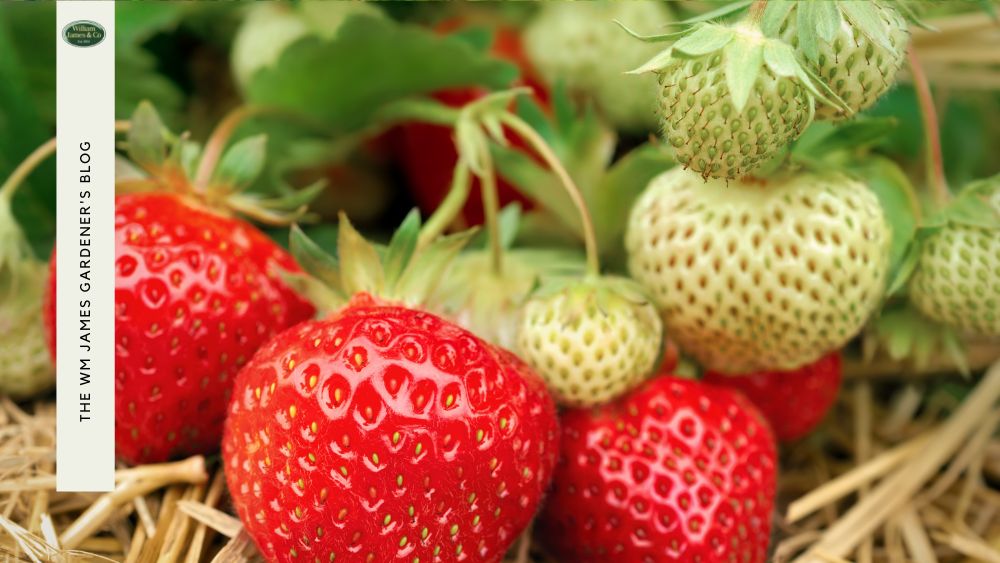How to Easily Protect Your Sweet & Juicy Fruit With Netting for Strawberries