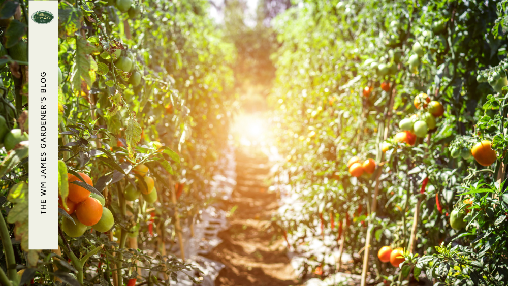 What Size Pot You Need to Grow Tomatoes Healthily