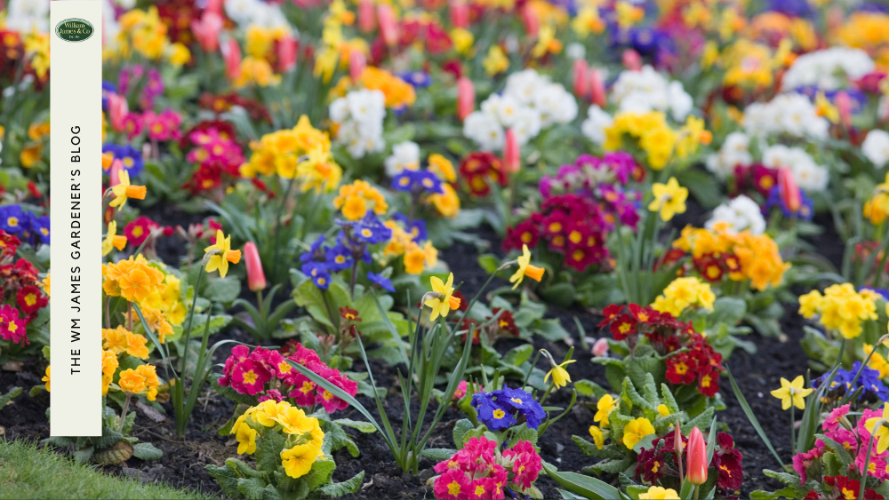 When to Plant Bedding Plants in the UK (& How to Do It)