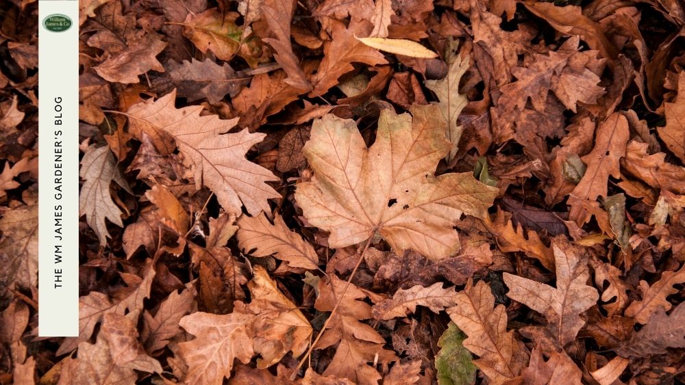 Gardening In October Presents Many Opportunities