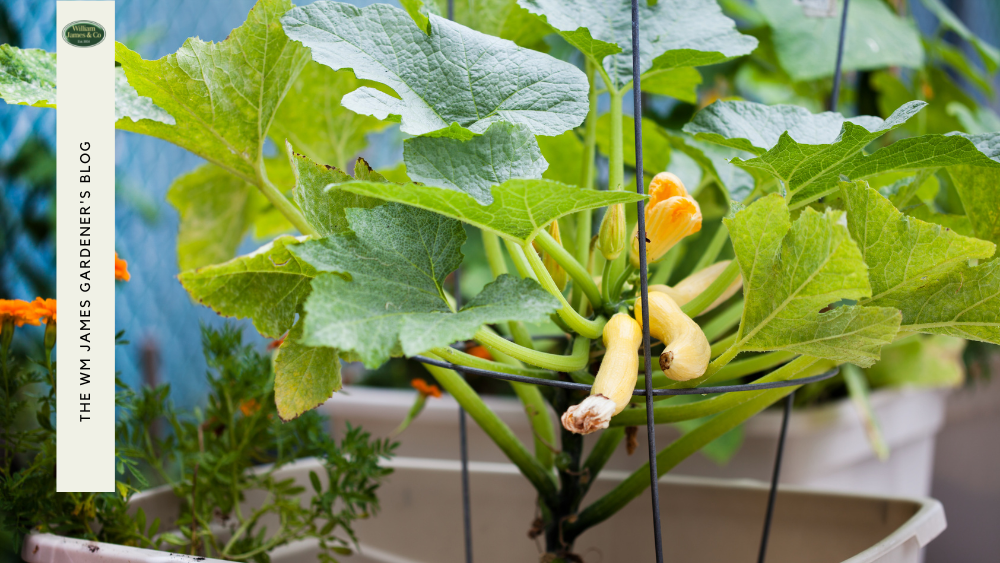 DIY Plant Cages For Your Garden or Allotment