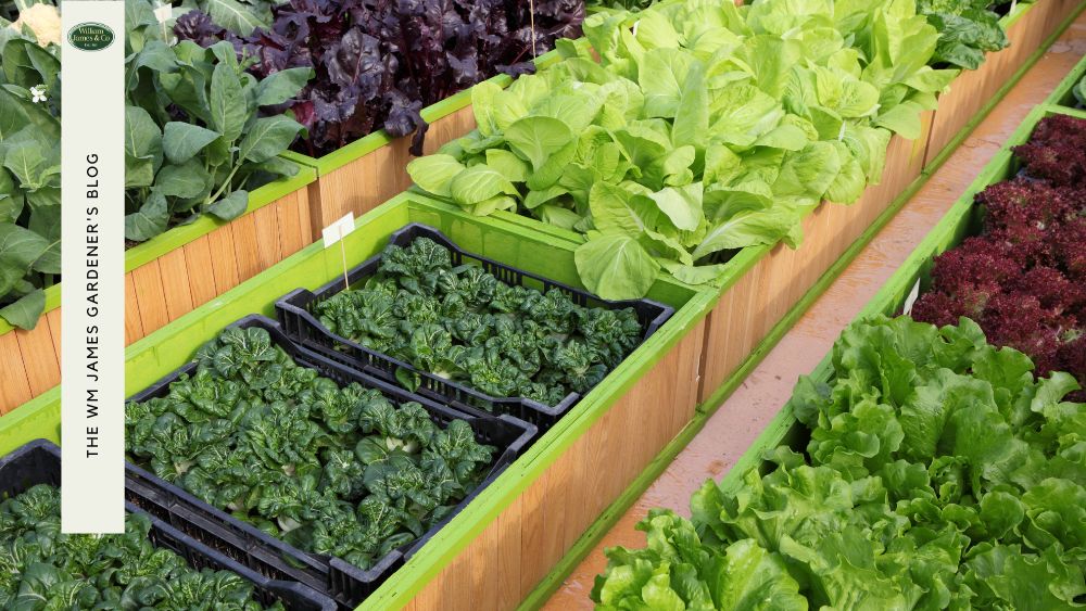 Achieve Vegetable Container Gardening Success This Season