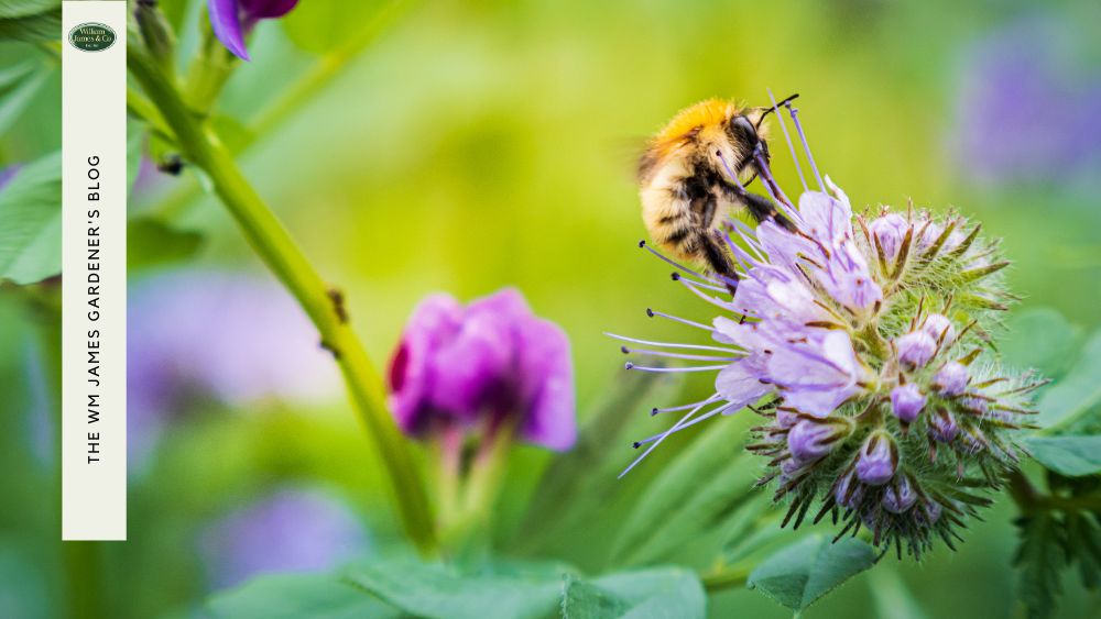 Wildlife Gardening: Why It’s Important & How To Do It  