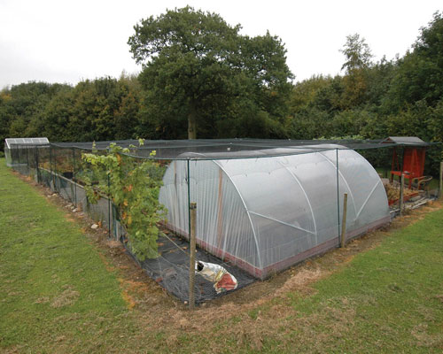 allotment fruit cage