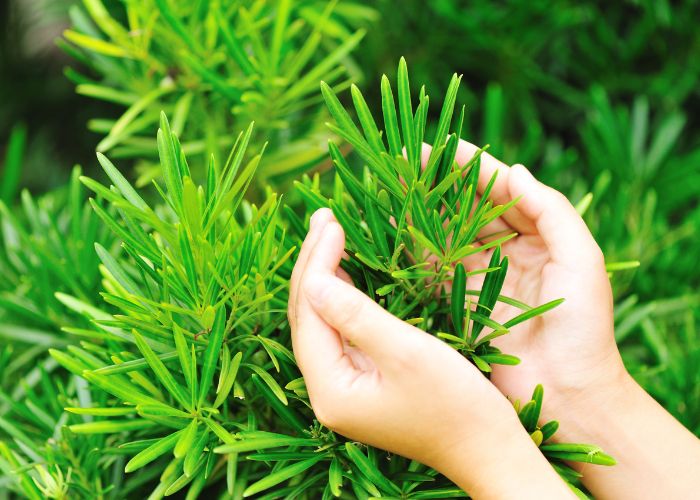 Plant Protection Netting