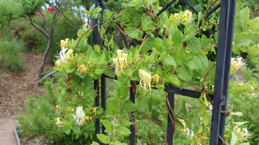 trellis for plant support