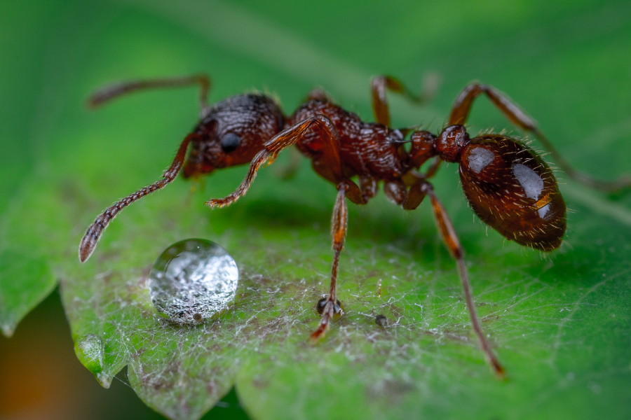 ant with water drop