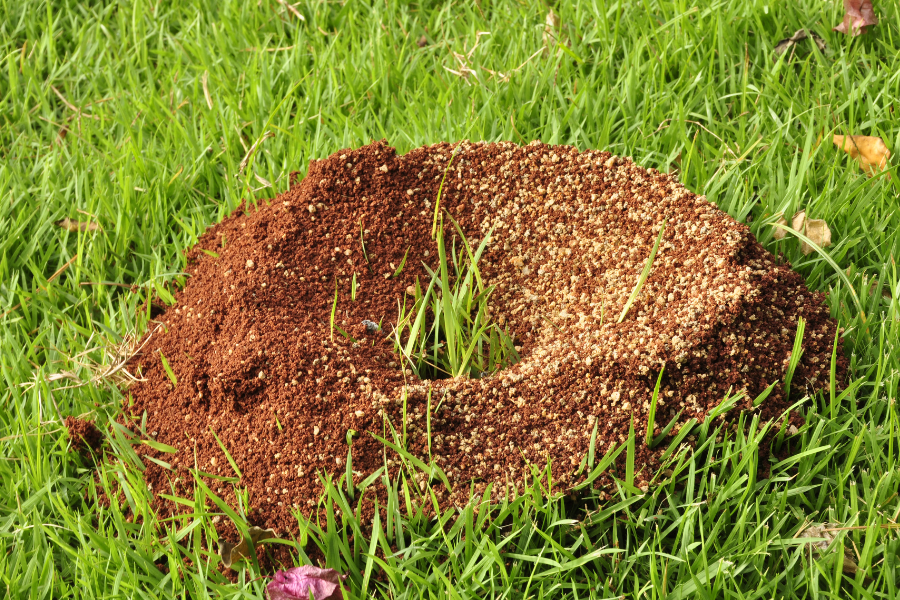 ants nest