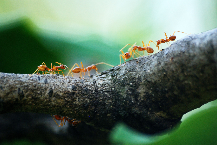 ants on branch