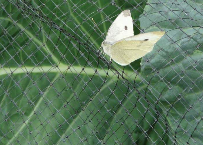 butterfly netting