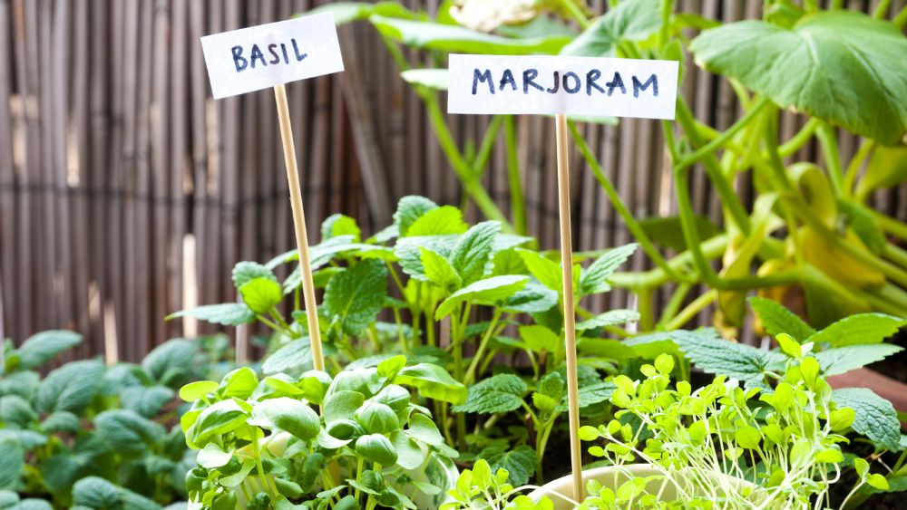growing herbs in a polytunnel