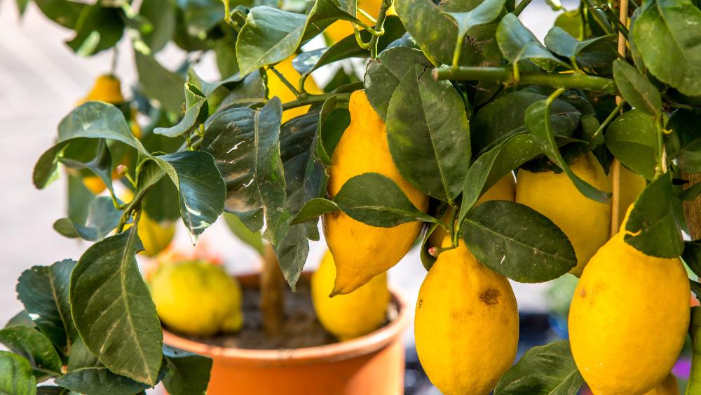 Lemons growing indoors