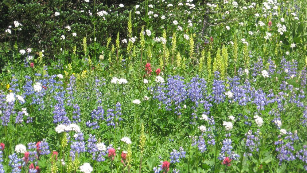 planting a wild flower garden