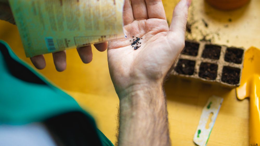 planting wild flowers in seed tray