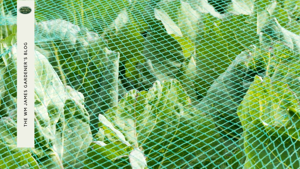 Cabbages growing under protective netting
