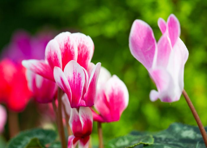Cyclamen flowers
