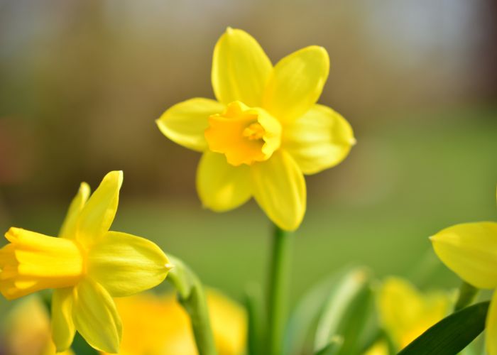 Daffodils in English garden