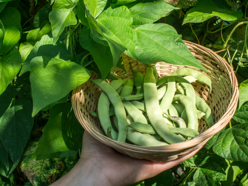 french beans