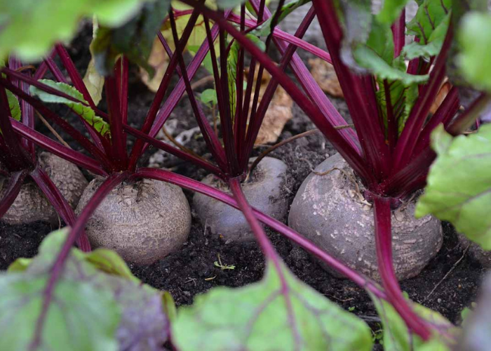 growing beetroots from a seed