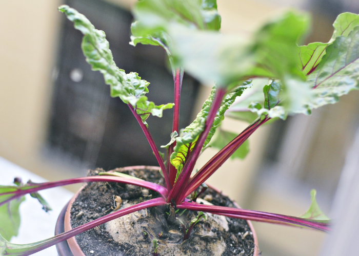growing beetroots from a pot