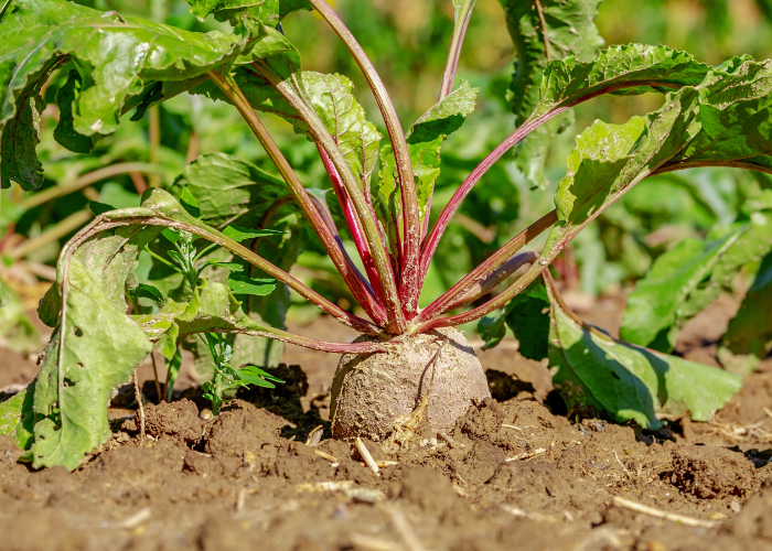 growing beetroots outdoors