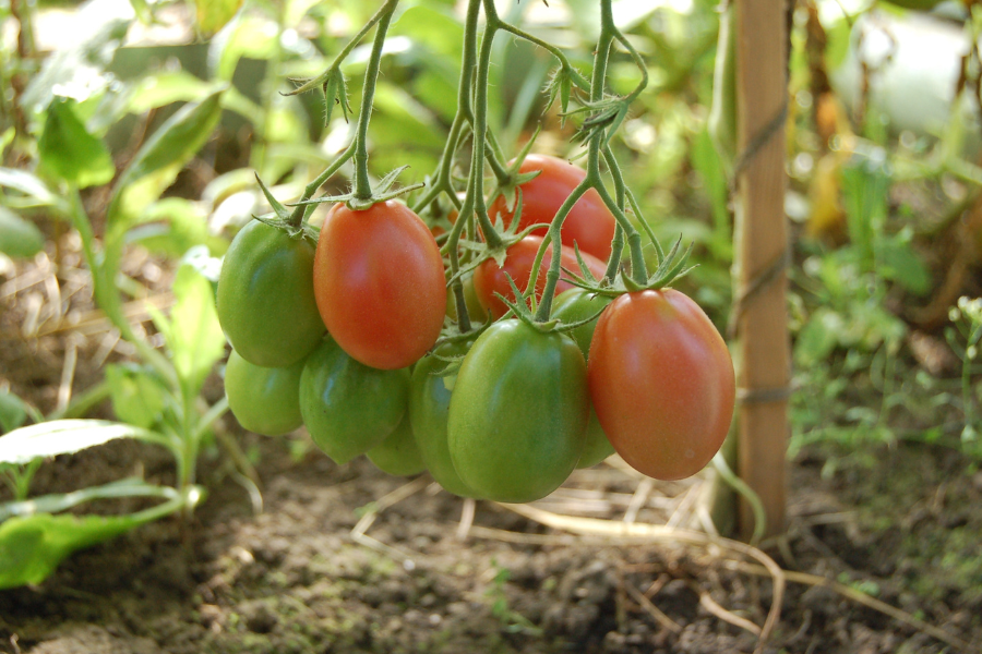 growing tomatoes