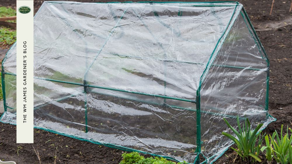 Growing vegetables in a mini greenhouse