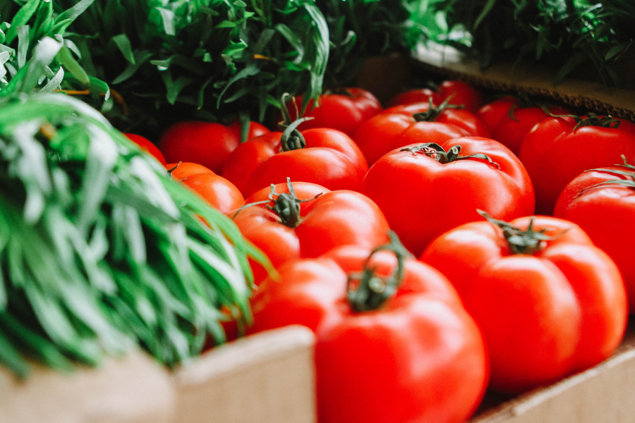 harvesting tomato