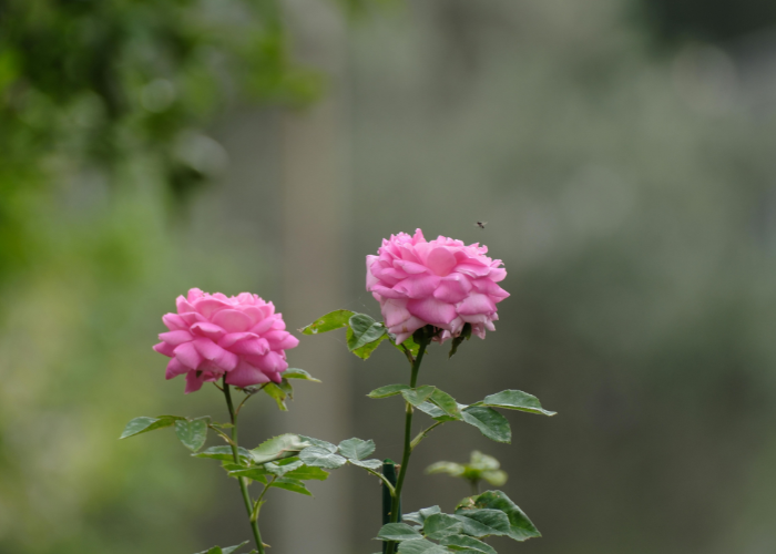 how to grow and prune roses