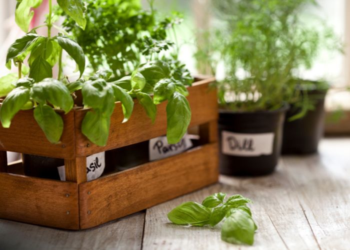 indoor garden gifts