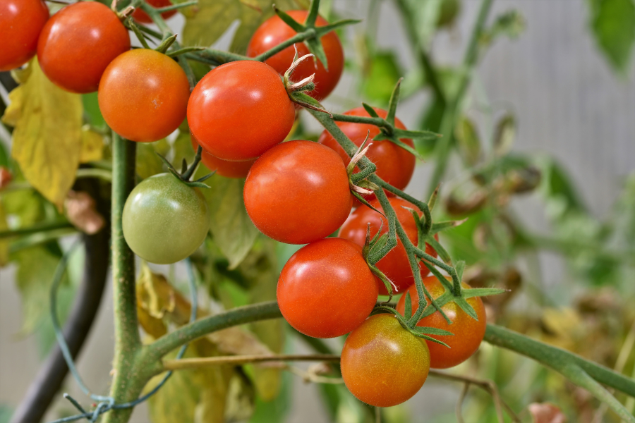 repotting tomato