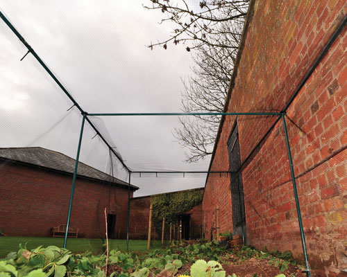 allotment fruit cage